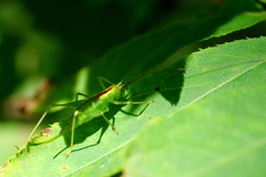 Tettigoniopsis forcipicercus