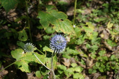 Echinops pseudosetifer