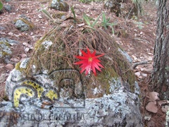 Disocactus speciosus speciosus