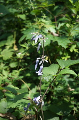 Clematis heracleifolia