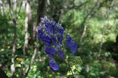 Aconitum kusnezoffii