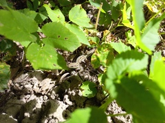 Lacerta agilis exigua