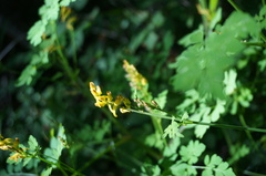Corydalis raddeana