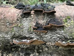 Fomitiporella