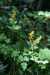 Corydalis raddeana