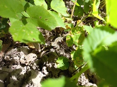 Lacerta agilis exigua