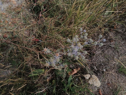 kotúč modrastý (Eryngium planum)