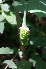 Arisaema erubescens