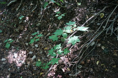 Acer pictum