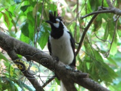 Cyanocorax dickeyi