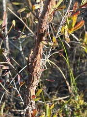 Leptospermum grandifolium