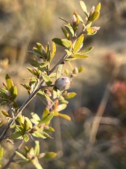 Leptospermum grandifolium