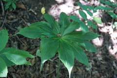 Arisaema erubescens