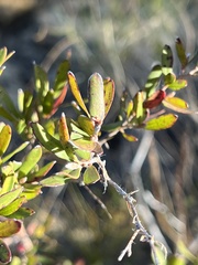 Leptospermum grandifolium