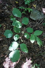 Clematis heracleifolia