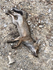 Vulpes vulpes ichnusae