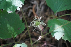Clematis heracleifolia