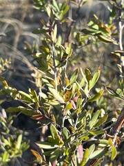 Leptospermum grandifolium