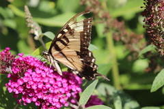 Papilio glaucus