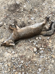 Vulpes vulpes ichnusae