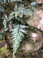 Parapolystichum munitum