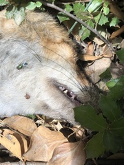 Vulpes vulpes ichnusae