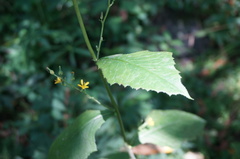 Lactuca raddeana