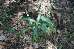 Polygonatum sibiricum