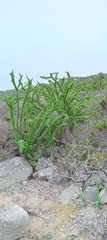 Giganteae