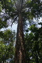 Pinus tabuliformis