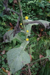 Lactuca raddeana
