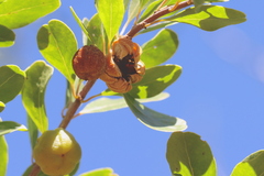 Petalostigma