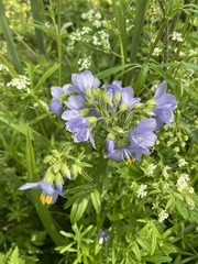 Polemonium caeruleum