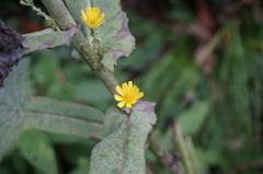 Lactuca raddeana