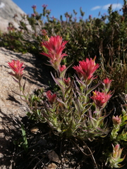 Castilleja peirsonii