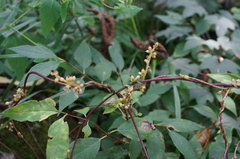 Cuscuta japonica