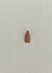 Lepidoptera