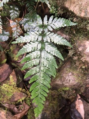 Parapolystichum munitum