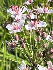 Butomus umbellatus