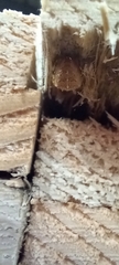 Araneus diadematus