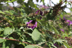 Erynnis baptisiae