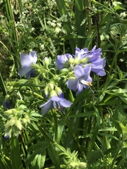 Polemonium caeruleum