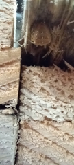 Araneus diadematus