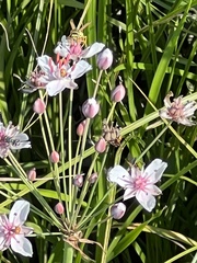 Butomus umbellatus