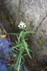 Achillea alpina