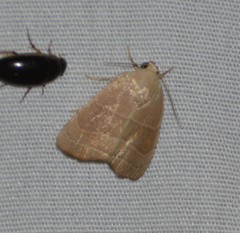 Bagisara rectifascia