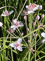Butomus umbellatus