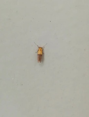 Stathmopoda auriferella
