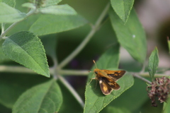 Polites peckius