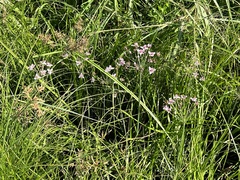 Butomus umbellatus